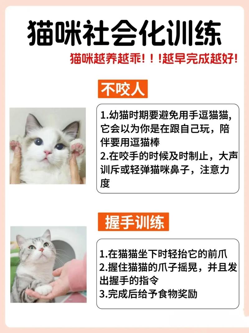 训练猫咪冲水的技巧与妙招