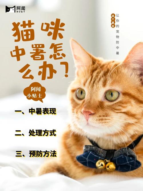 夏日猫宠的高温挑战，如何预防猫咪中暑与呕吐