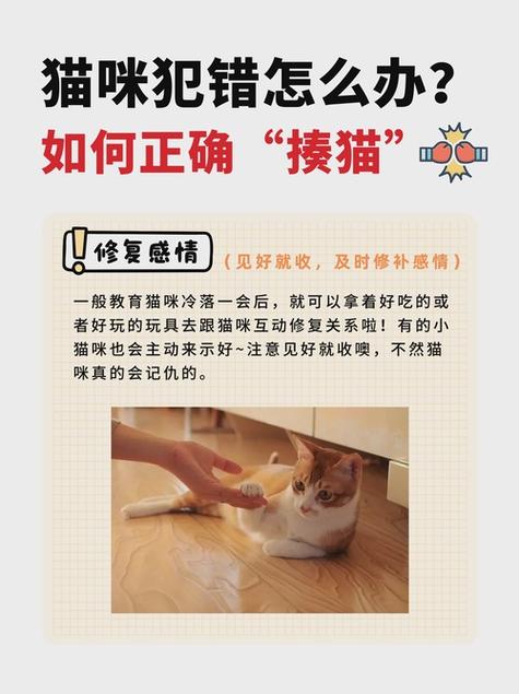 猫咪的神秘世界，如何引导它们正确排泄