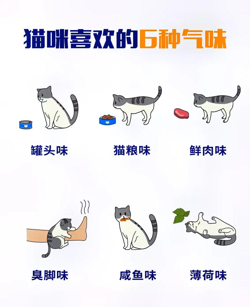 猫咪的特殊气味，为什么它们总是那么香？