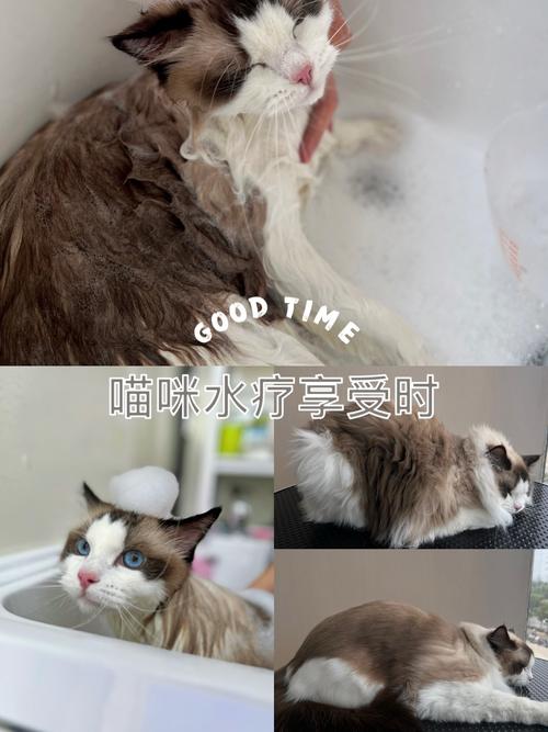 猫咪也能享受水疗？专家解析猫咪水疗的好处