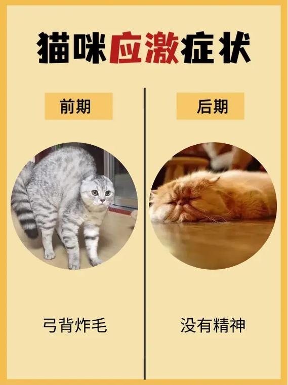 猫咪呼吸微弱的紧急情况，你需要知道的护理要点