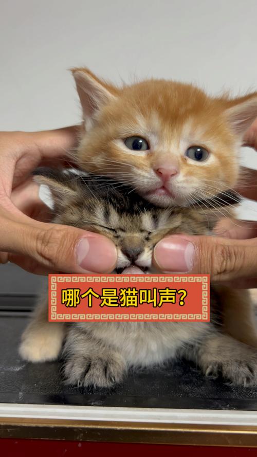 猫咪呼叫同伴