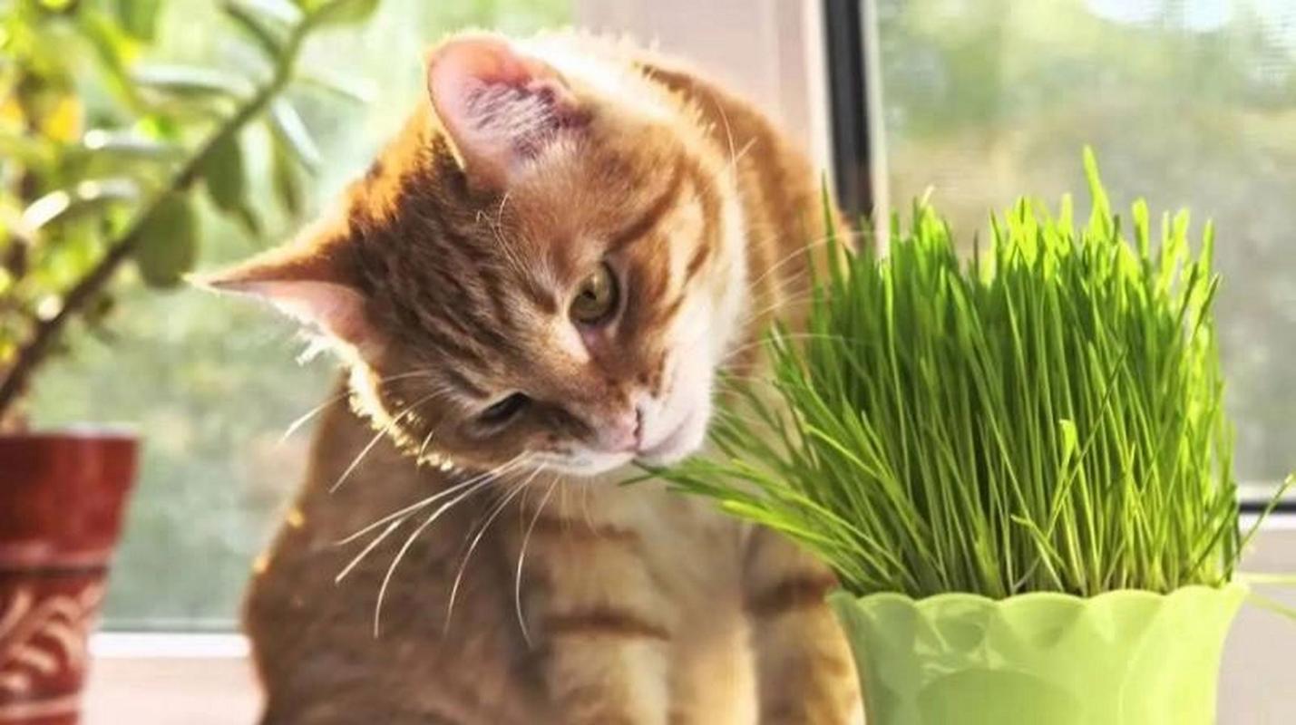 猫咪要吃植物