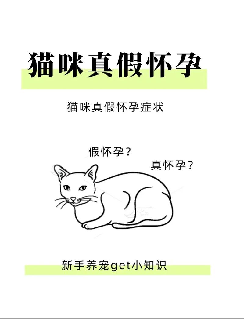 猫咪怀孕太长时间，如何正确护理与关注