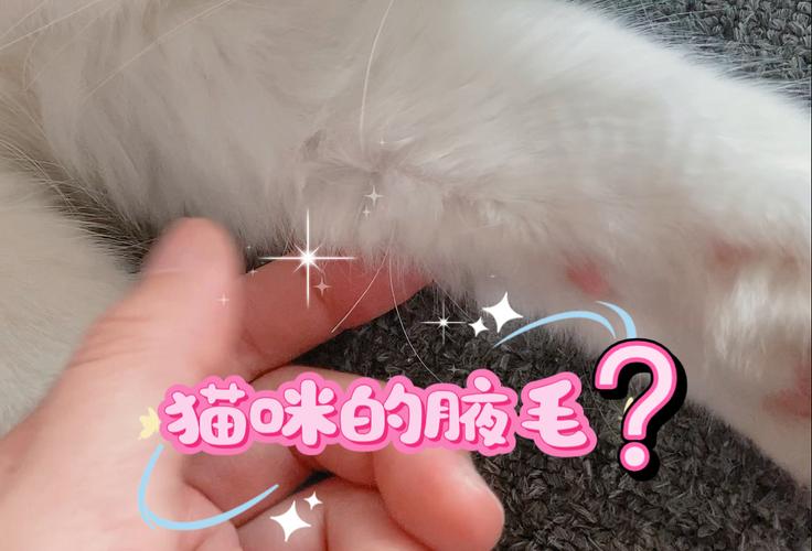 揭秘猫咪的隐形翅膀——猫咪胡须的奥秘