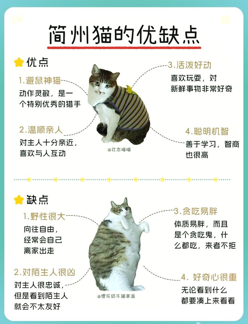 揭秘猫咪耳朵背后的秘密