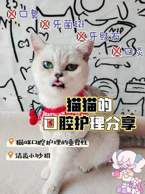 轻松守护毛孩子——猫咪口腔治疗的重要性与方法