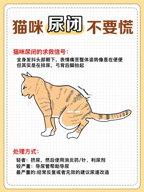 猫咪结石尿路，如何预防和处理