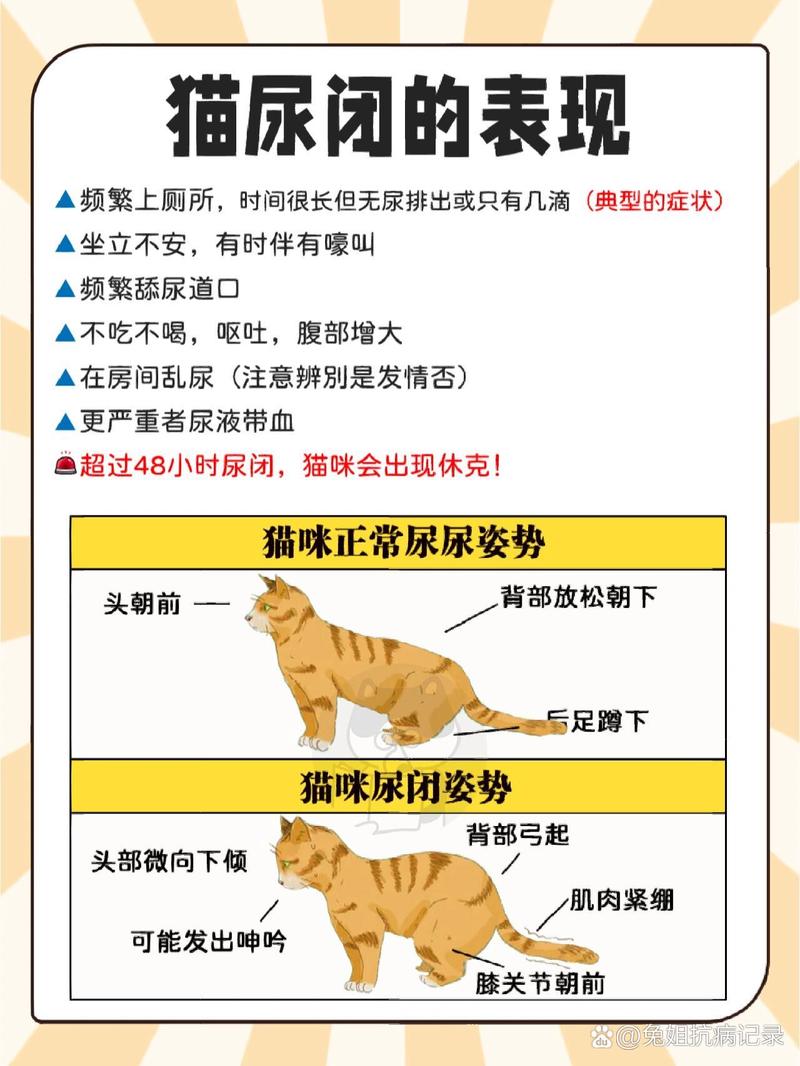 猫咪频繁排尿，常见原因及应对策略