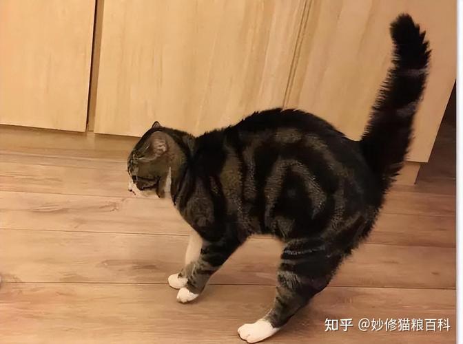 猫咪追逐弓背的温馨一幕