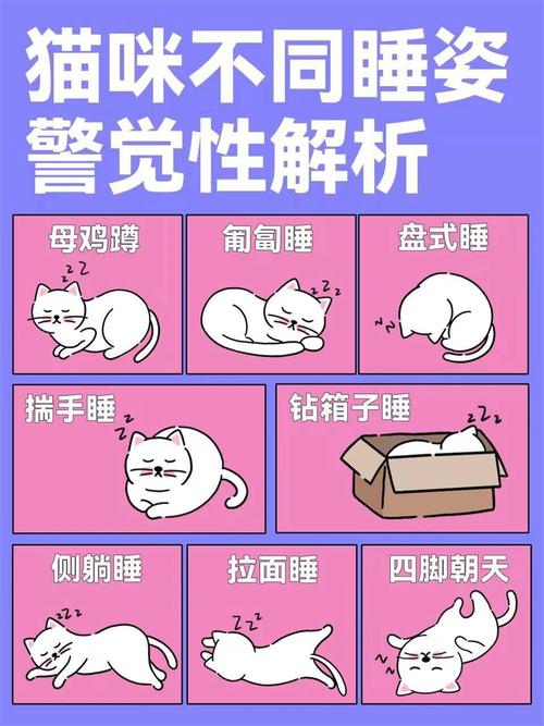 猫咪的睡姿艺术，从姿态解读猫心事