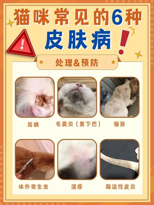 揭秘猫咪皮肤发臭的常见原因与护理方法