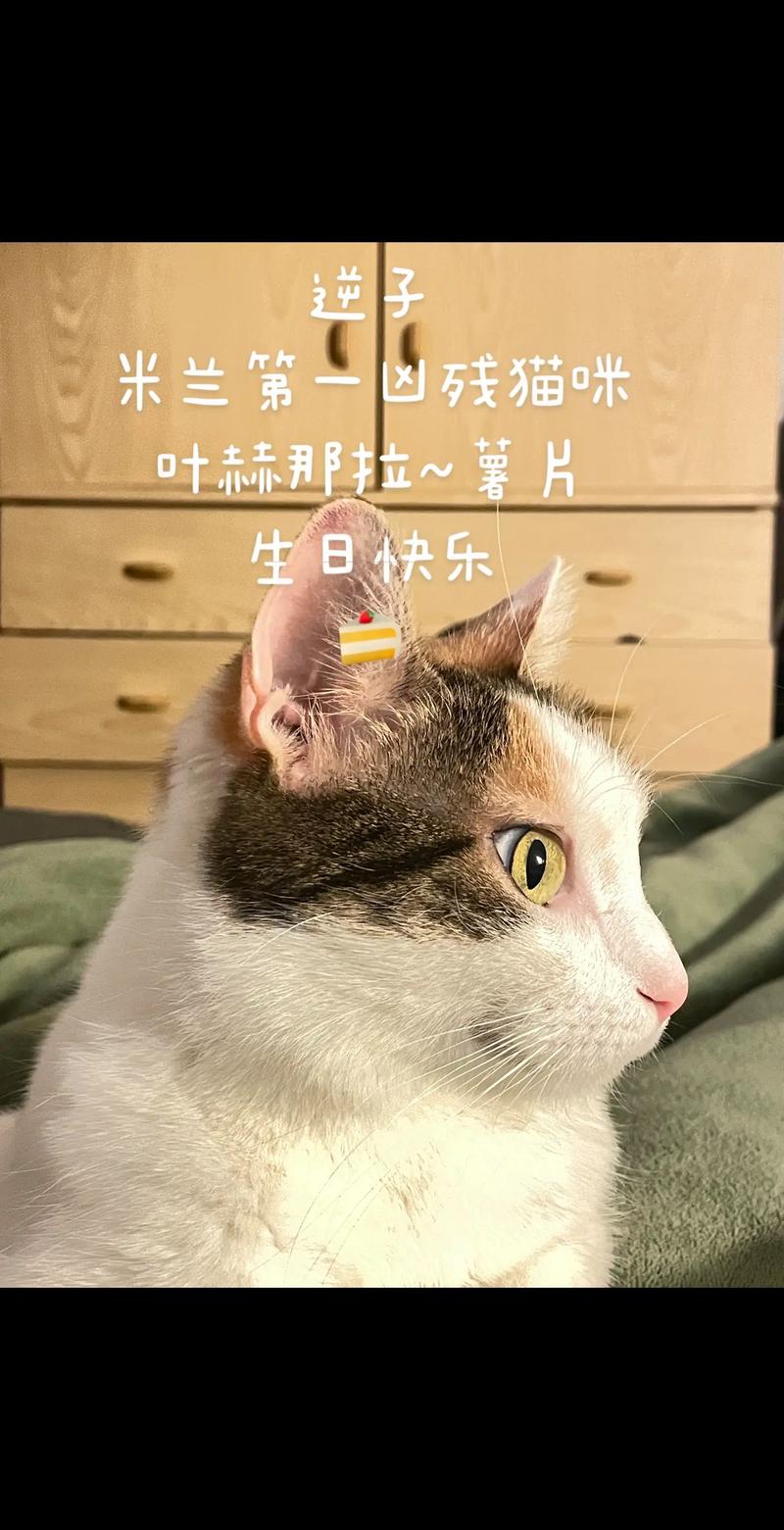 猫咪绝症黄，面对生命最后一程的温柔与坚韧