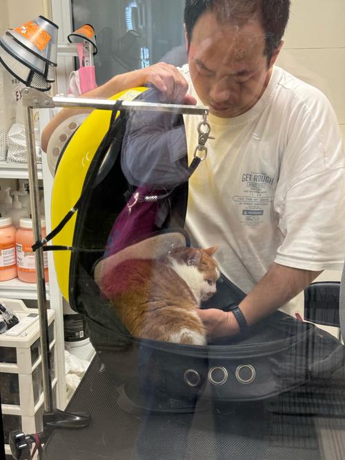 猫咪健康秘籍，掌握正确的肛门护理技巧