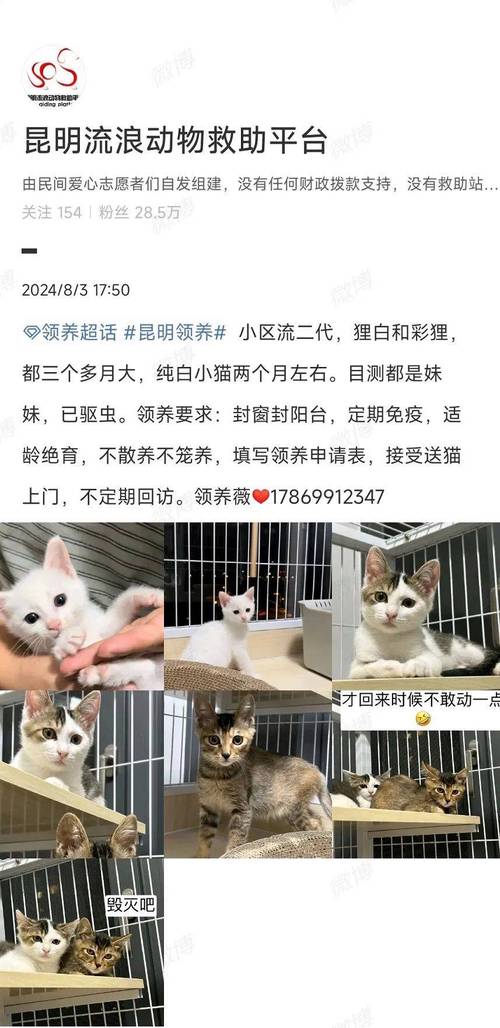 猫咪领养的温暖与责任