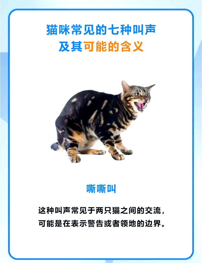 猫语世界，揭秘猫咪的那些秘密