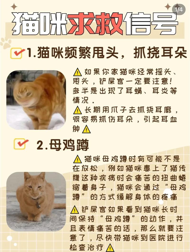 猫咪拉出粘液，健康问题的警示信号