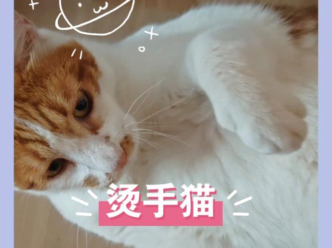 猫咪的温度感知，为什么猫咪害怕烫手