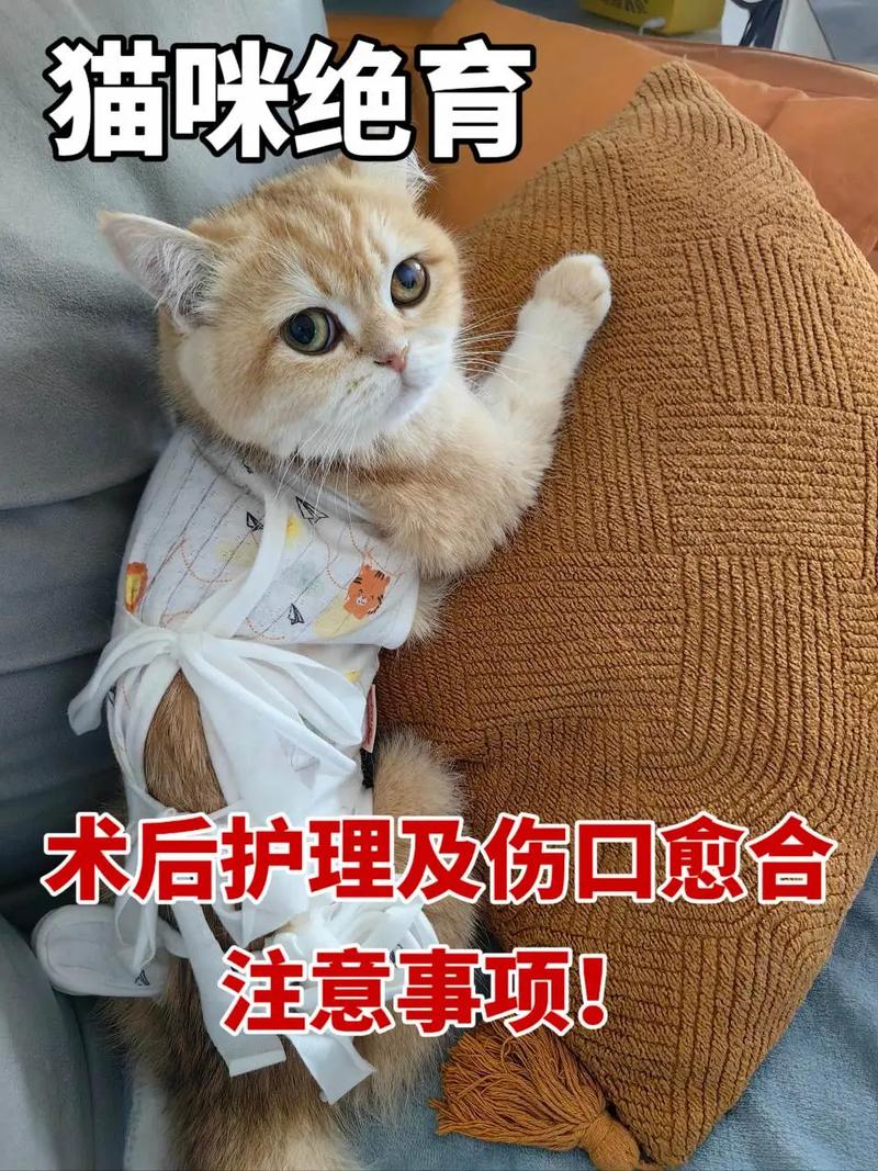 猫咪流产初期的观察与护理