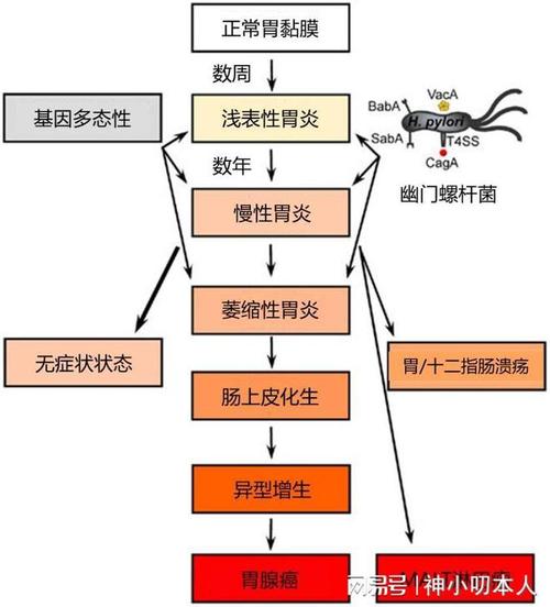 猫咪幽门梗阻，了解与应对猫咪消化系统的常见问题