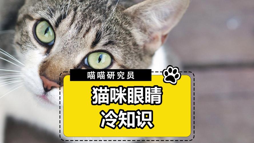 猫咪瞳孔小的秘密