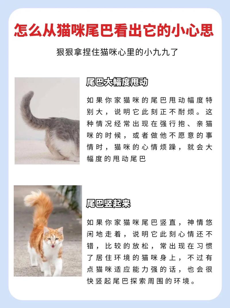 猫咪的轻柔触感，解读尾巴的含义