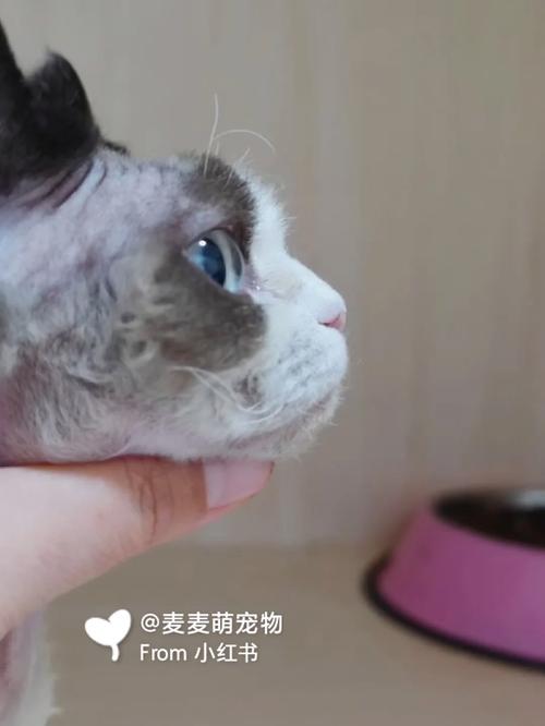 猫咪眼睛的清洁小贴士，为您的爱宠保持美丽双眸