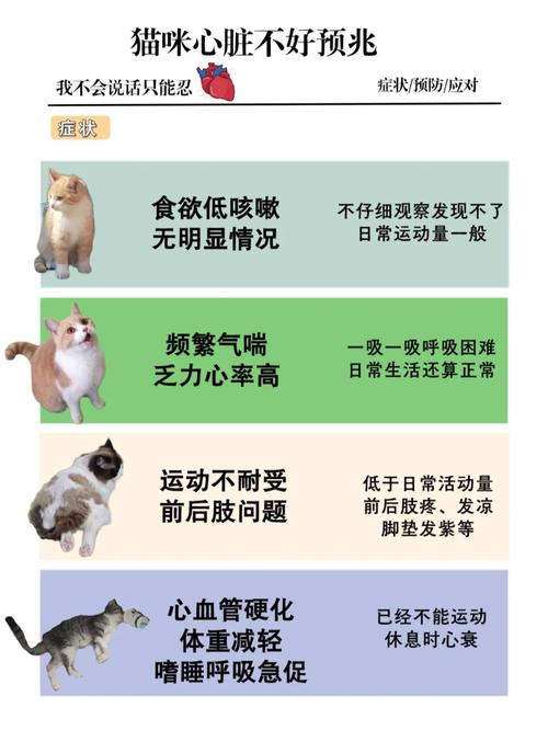 揭秘猫咪健康之谜，了解血液检测如何守护毛孩子