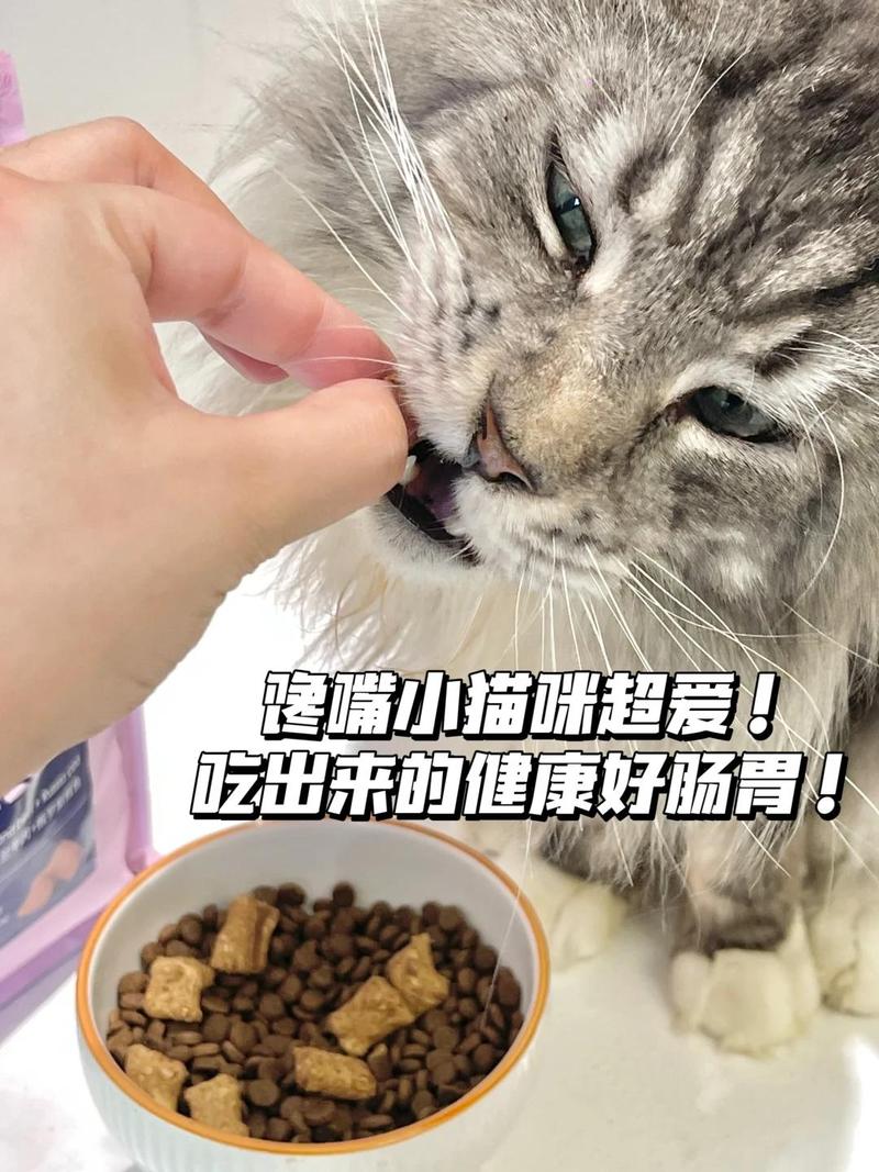 揭秘猫咪鼻子散发异味的真相与护理方法