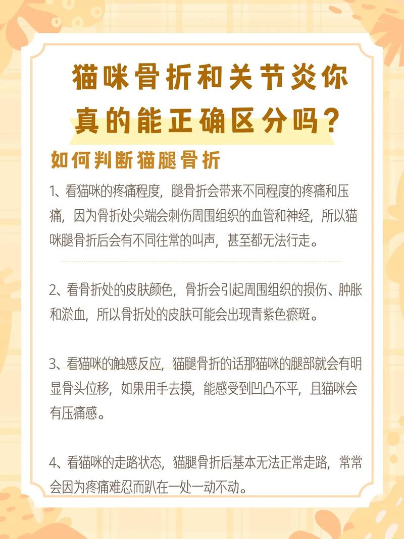 猫咪平骨折，如何安全有效地进行康复护理