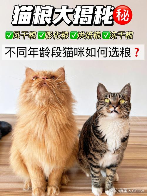 揭秘猫咪生殖健康