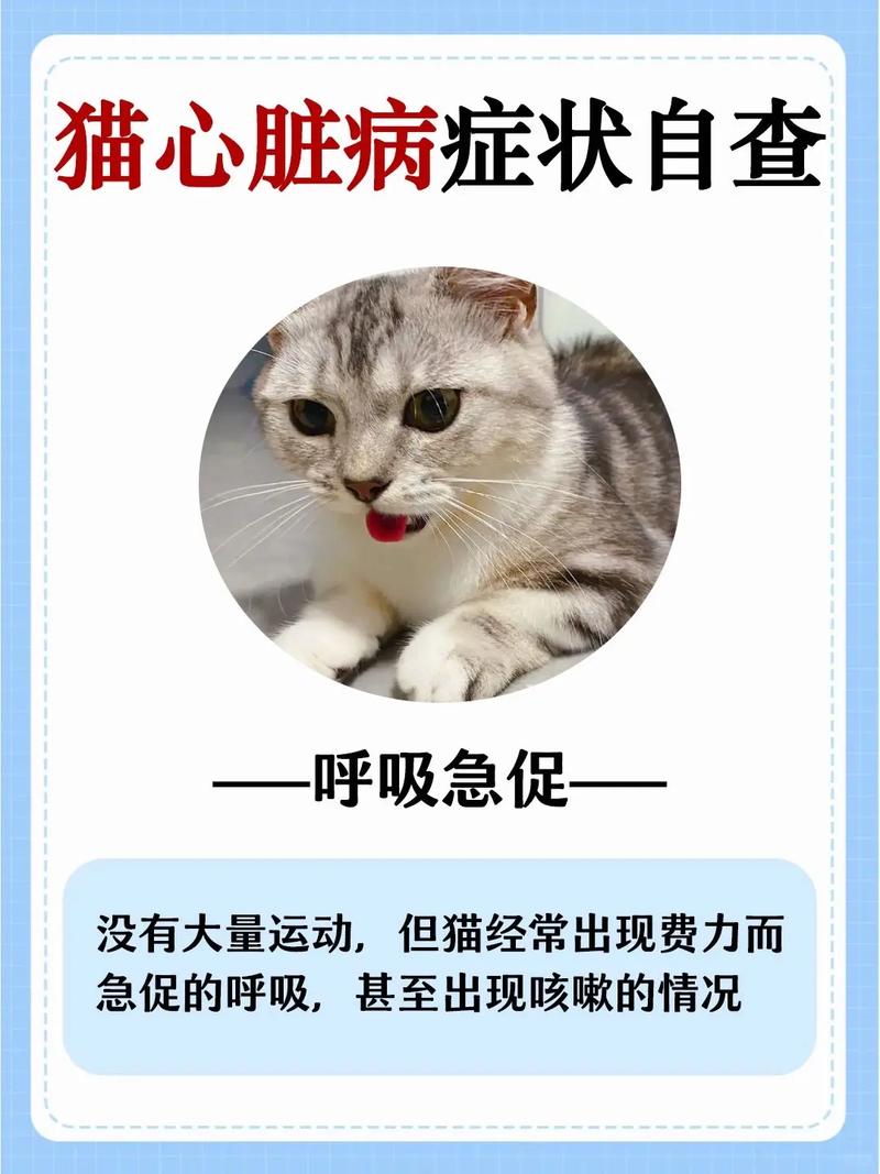 猫咪心脏喘气，警惕心脏病的早期迹象