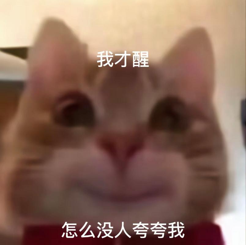 猫咪的幽默表情，一张图中的深度解读