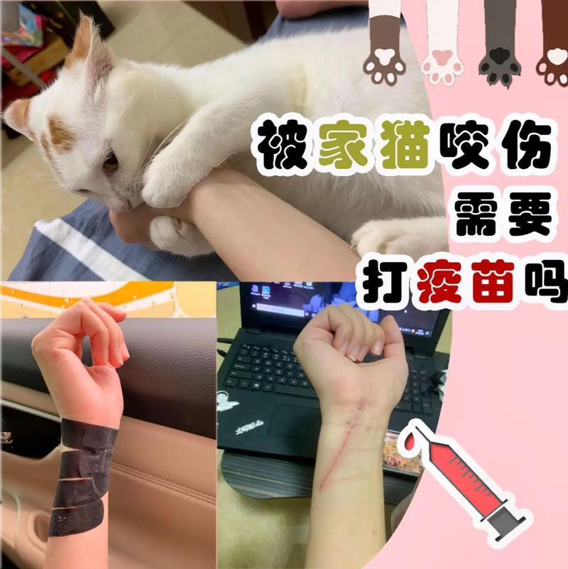 猫咪天天被打，一场悲剧的序幕