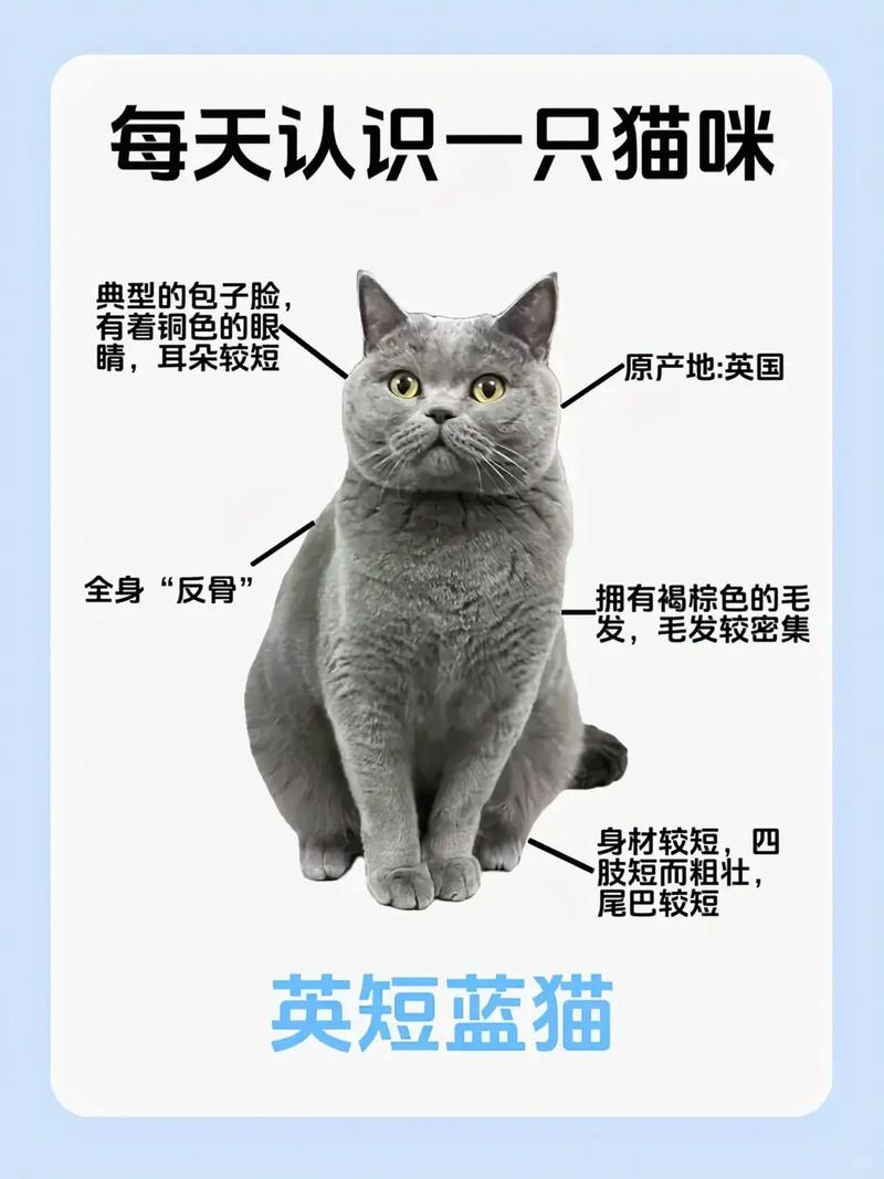 蓝猫的魅力，探索那只可爱猫咪的神秘世界