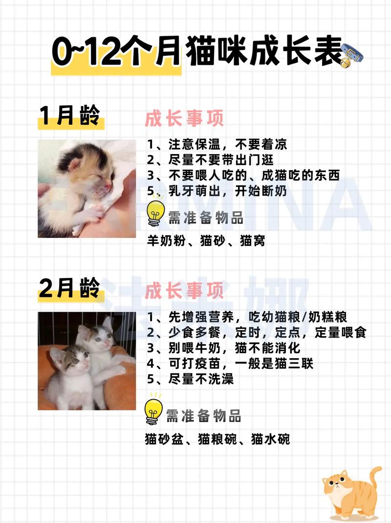 猫咪成长全攻略，从毛茸茸的幼崽到独立的小伙伴