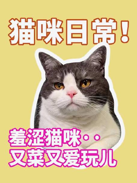 揭秘猫咪活体贩卖背后的黑暗交易