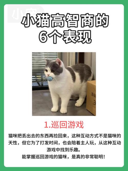 揭秘猫咪免疫的秘密，守护毛茸伙伴的健康防线