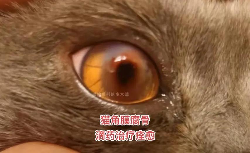 揭秘猫咪角膜黑斑的秘密