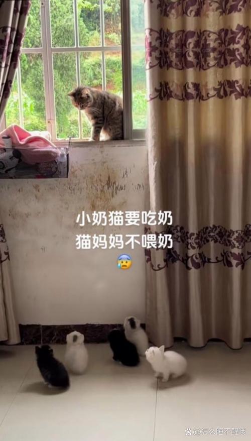 母爱的代价，猫咪临盆的悲壮时刻