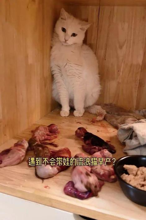 猫咪结扎，宠爱与责任并重