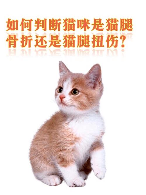 猫咪之间的战斗为何会酿成骨折？