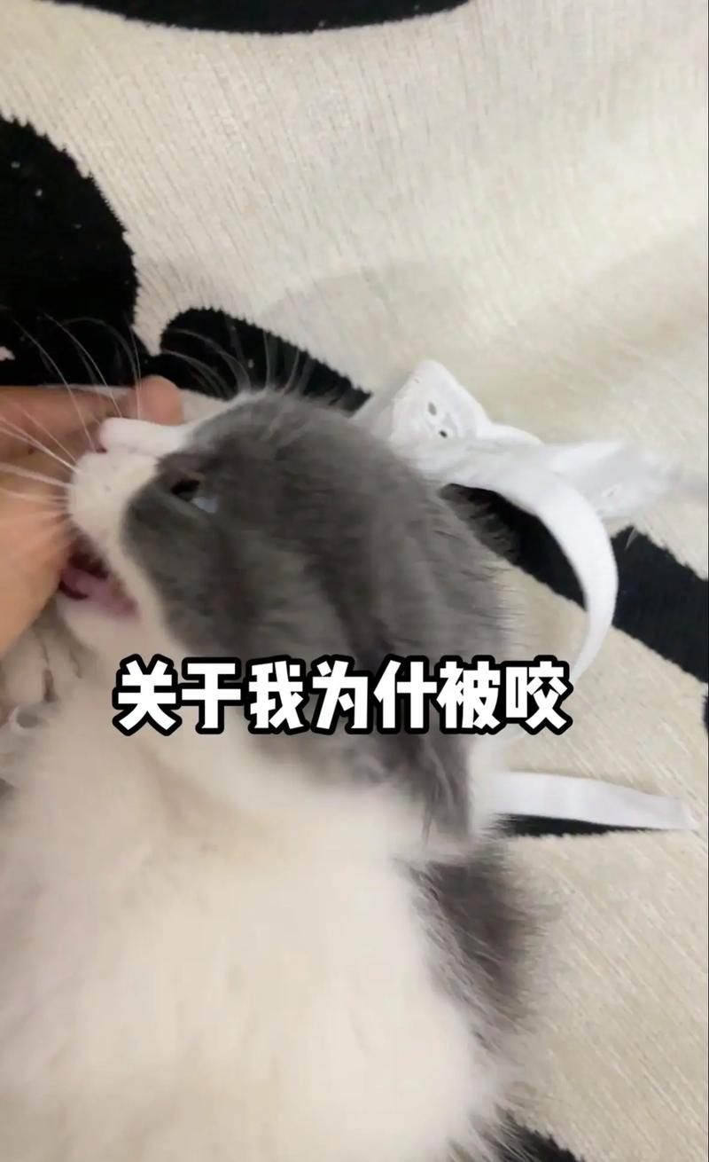 猫咪为何会咬人？真相揭密