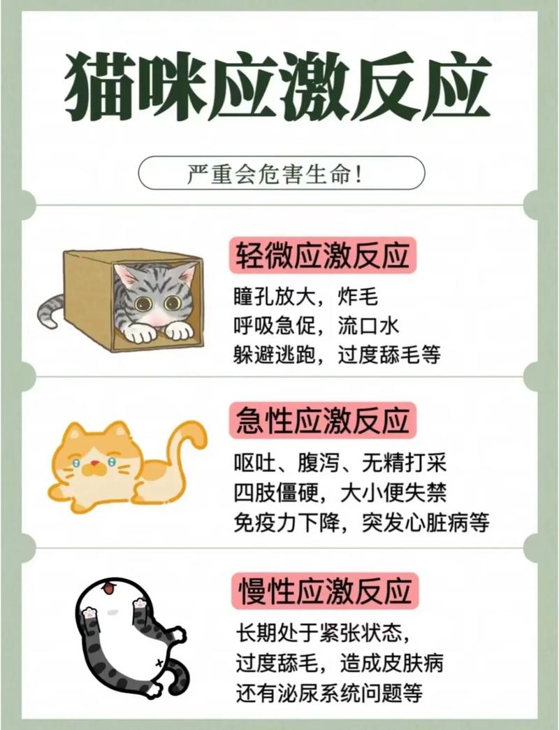 猫咪发疯，了解与应对常见的行为异常症状