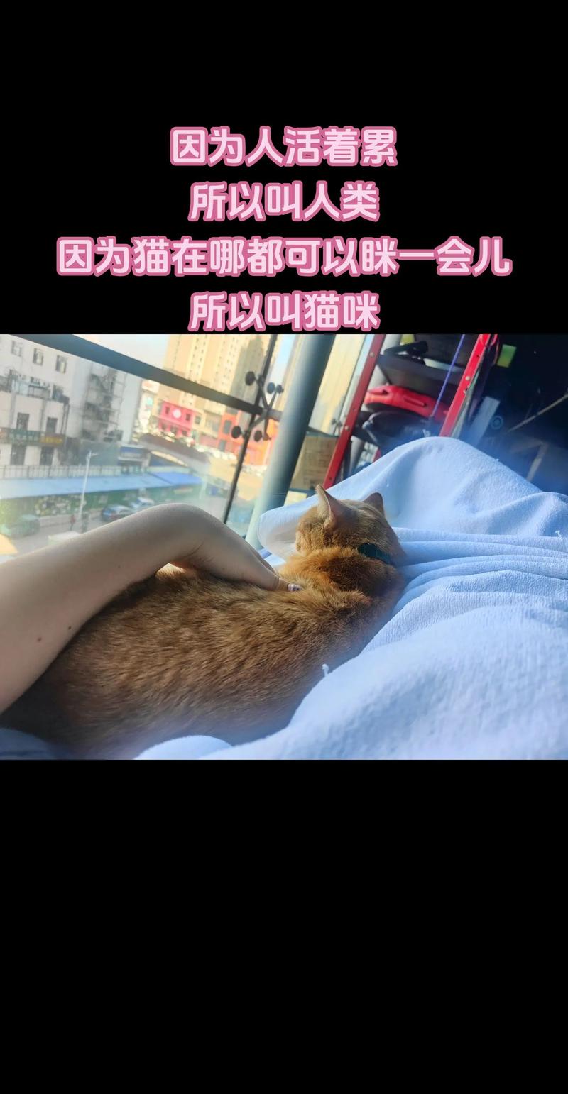 猫咪肛门脏的原因及日常护理小贴士