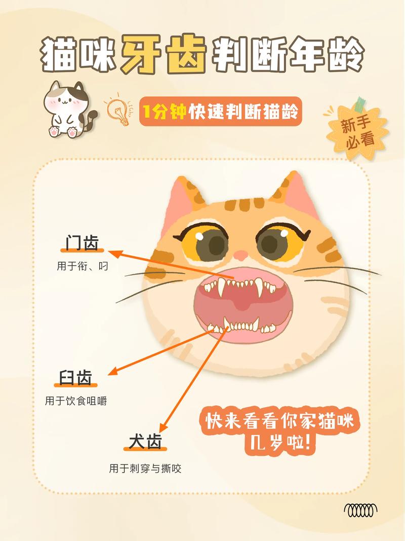 猫咪牙齿上颚的秘密，维护口腔健康的重要性