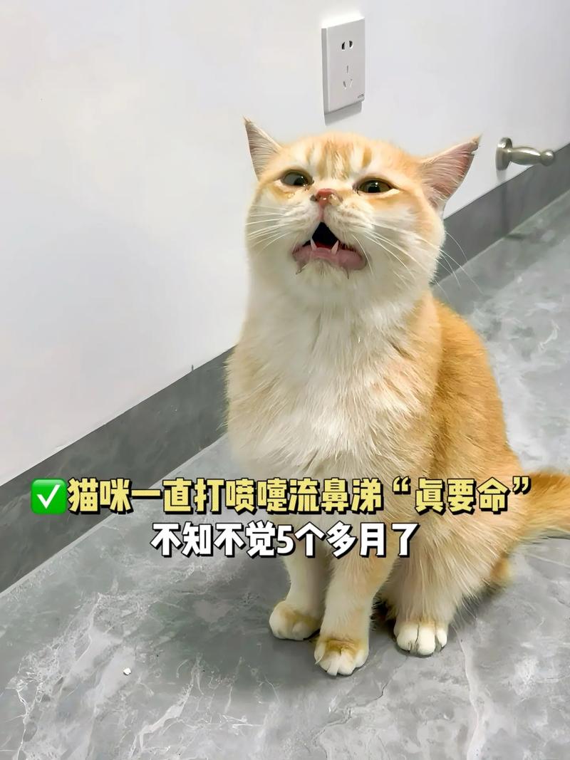 猫咪打喷嚏还是流鼻血？如何正确护理