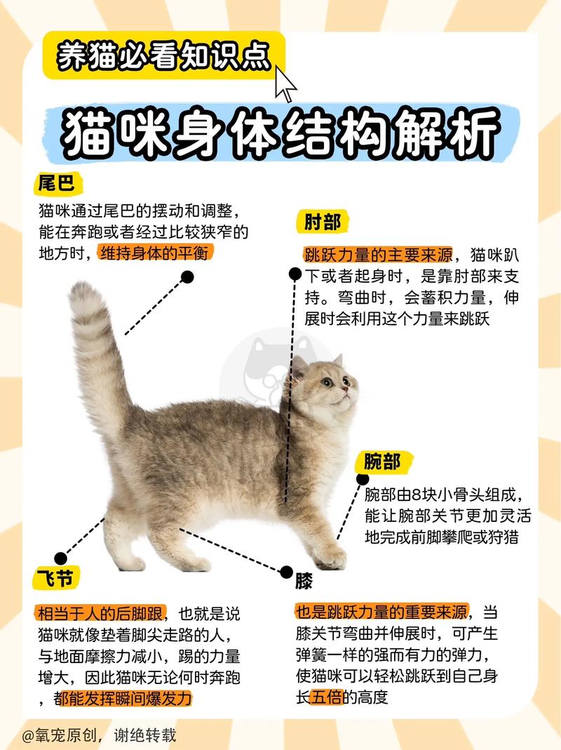 揭秘猫咪腹部结构，解密猫咪的神秘宝库