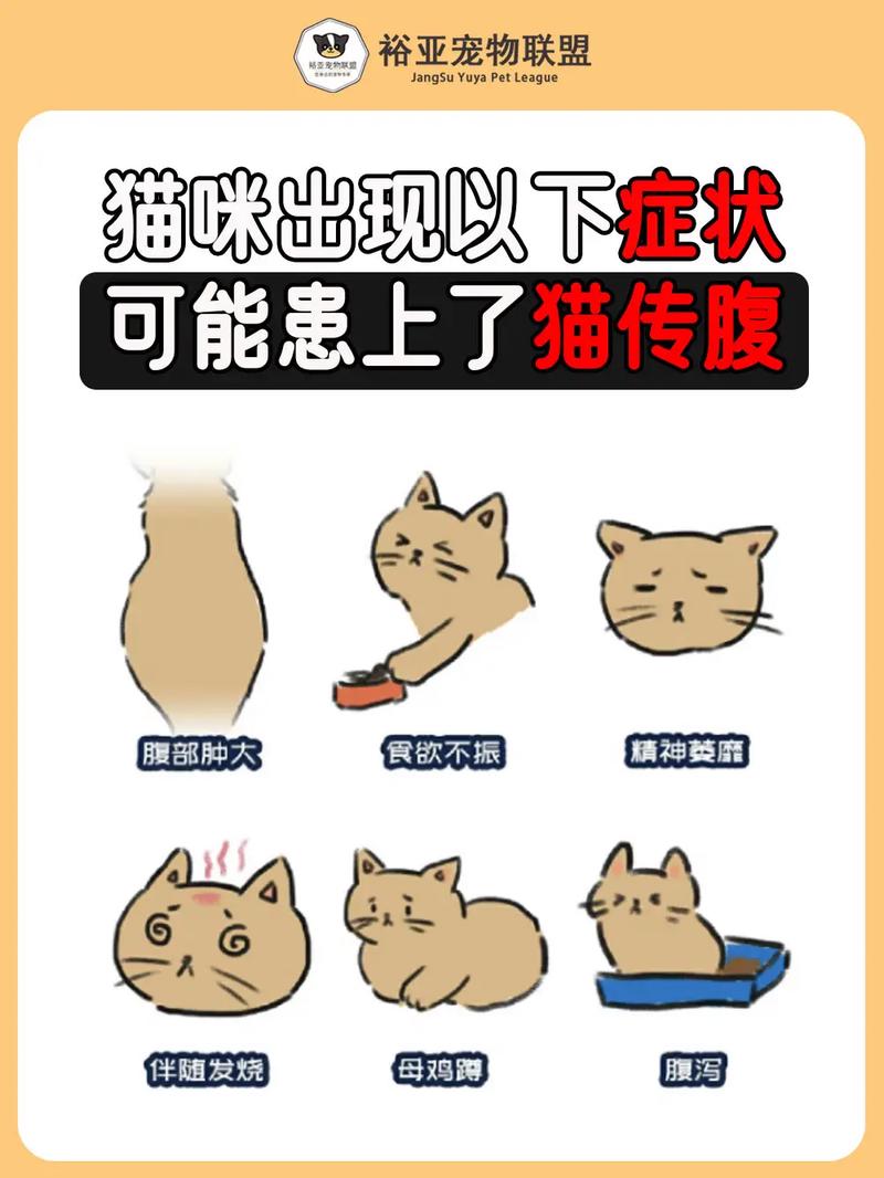 猫咪大肠疾病